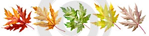 Five autumn maple leaves of different colors isolated on white background. Clipping path