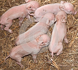 Five baby newborn pigs