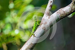 Five-banded gliding lizard sitting on the tree branch in the forest in Mulu national park