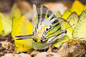 Five-bar swordtail butterfly