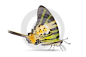 Five-bar Swordtail butterfly