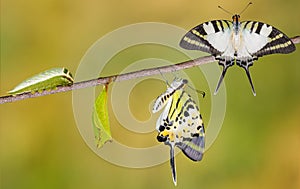 Five bar swordtail butterfly life cycle