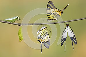 Five bar swordtail butterfly life cycle (antiphates pompilius)