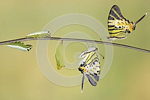 Five bar swordtail butterfly life cycle (antiphates pompilius)