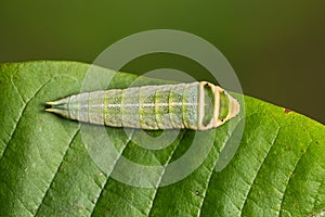 Five-bar Swordtail caterpillar