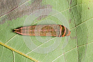Five-bar Swordtail caterpillar