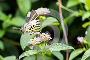 Five-bar Swordtail Pathysa antiphates