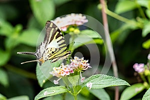 Five-bar Swordtail Pathysa antiphates