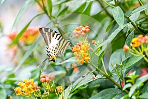 Five-bar Swordtail Pathysa antiphates