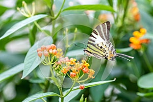 Five-bar Swordtail Pathysa antiphates