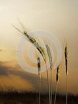 Five barley ears