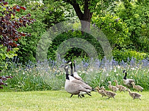 Five barnacle geese (Branta leucopsis) with seven goslings in a park in Germany