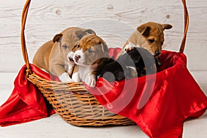 Five basenji puppies in basket with red fabric