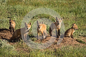Five Beautiful Fox Kits Near Their Den