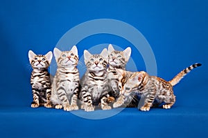 Five Bengal cats on blue background