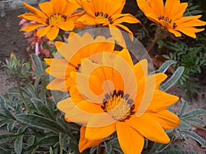 Five big orange flowers