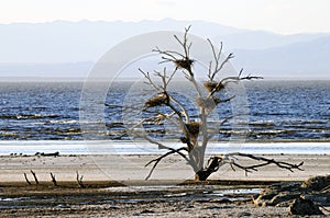 Five bird nests