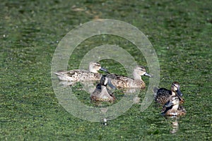 Five birds in water covered in green