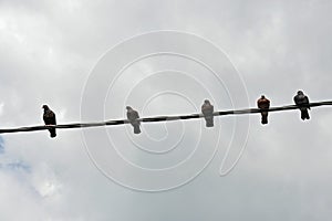 Five birds on a wire