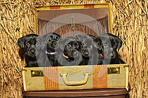 Five black labrador puppies in an open suitcase
