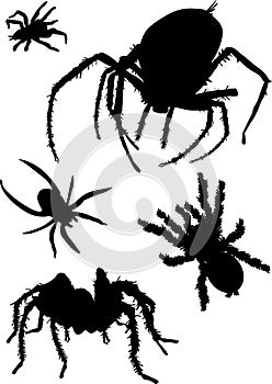 Five black spider silhouettes