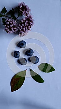 five blueberry olympics rings on blue