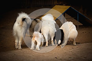 Five breed dogs drinking water in a training area, photographed from behind showing the animal`s back