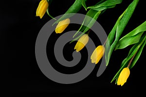 Five bright yellow tulips on a black background. Copy space