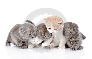 Five british shorthair kittens. on white background