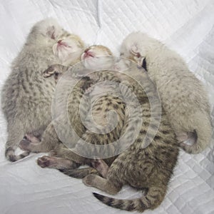 5 Sleeping BSH kitten.  Square photo