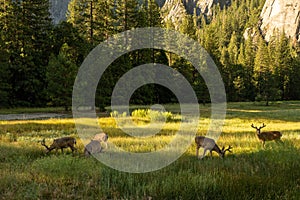 Five Bucks Graze in Yosemite Valley Meadows