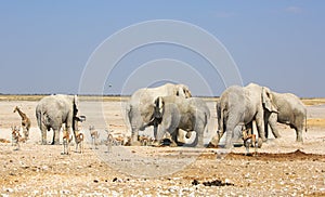 Five Bull Elephants and a giraffe, with lots of springbok on the dry Etosha Plains photo