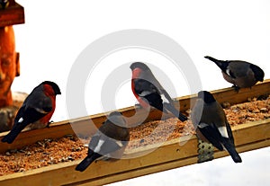 Five bullfinches flew to the bird feeder. In the cold winter, birds fly to the human habitation to feed themselves and survive