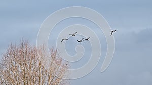 Five Canada geese on flight above a bare tree top  on a blue sky