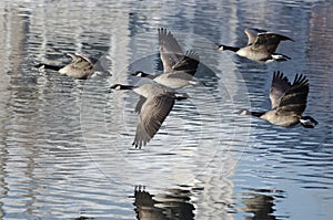 Five Canada Geese Taking to Flight from a Lake