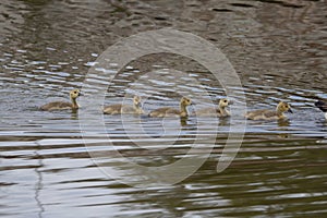 five Canada goose (Branta canadensis) goslings