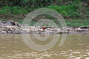 Cinco, a ocho gigante, está descansando sobre el costa en Amazonas 