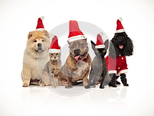 Five cats and dogs of diferent breeds wearing santa hats