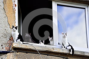 Five cats on window sill