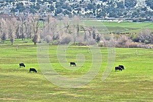 Five Cattle in a Ring Graze on the Green