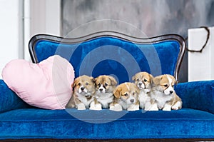 Five charming little puppies on a blue sofa. Holiday of spring. March 8