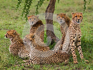 Five cheetahs in the savannah. Kenya. Tanzania. Africa. National Park. Serengeti. Maasai Mara.