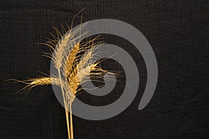 Five cirn grain spike on background texture - Triticum durum