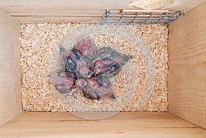 Five cockatiel chicks in their nest