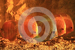 Five colorful discus