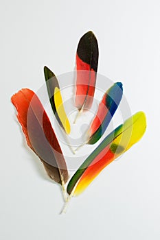 Five colorful parrot bird feathers on white