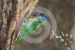 Five colors bird pecking tree hole