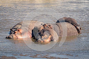 Five common hippopotamuses wallow in muddy river