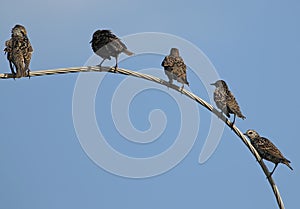 Five Common starlings on electrical wire unusual view