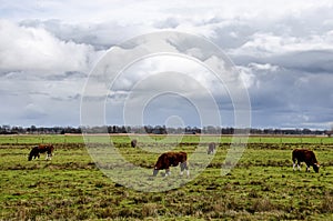 Five cows in a meadow